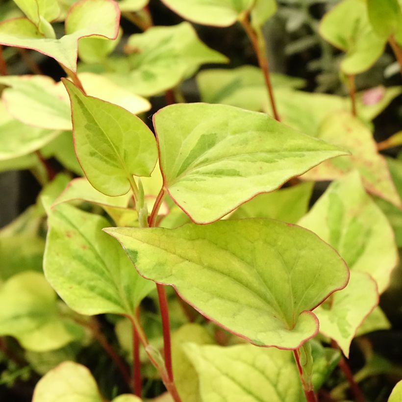 Houttuynia cordata - Coriandre des bois (Foliage)