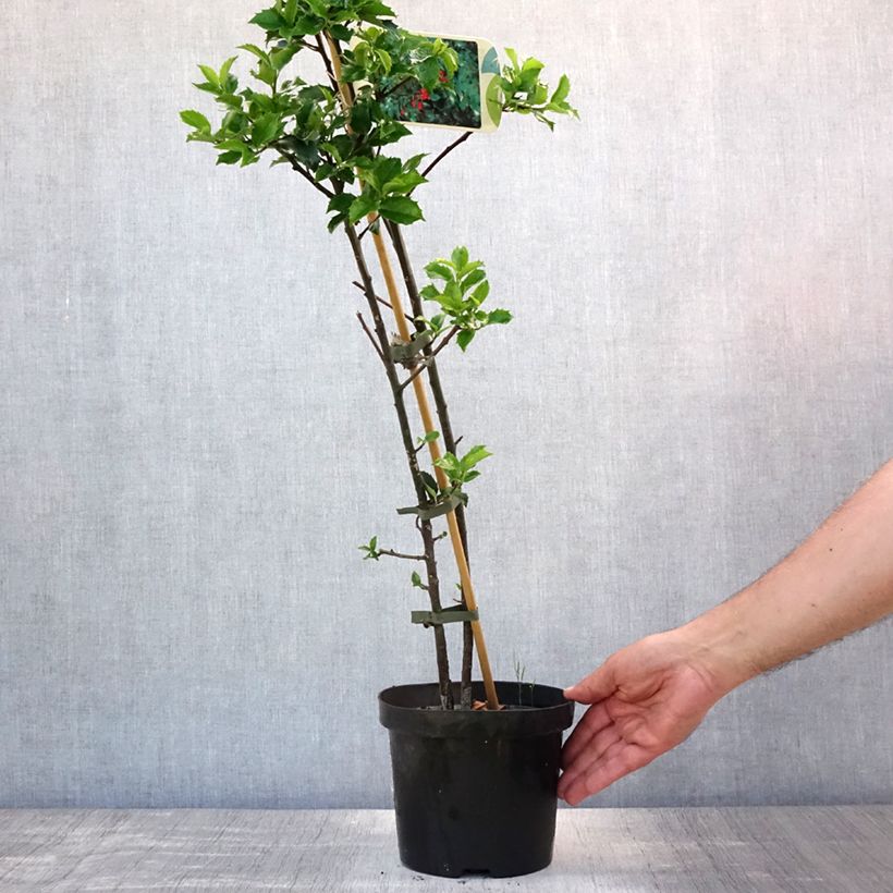 Spécimen de Houx américain - Ilex meserveae Blue princess Pot de 2L/3L tel que livré en été