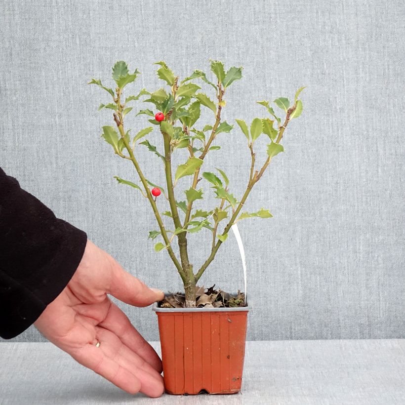 Example of Houx américain - Ilex meserveae Magical Amoro Rosso Godet de 8/9 cm as you get in printemps
