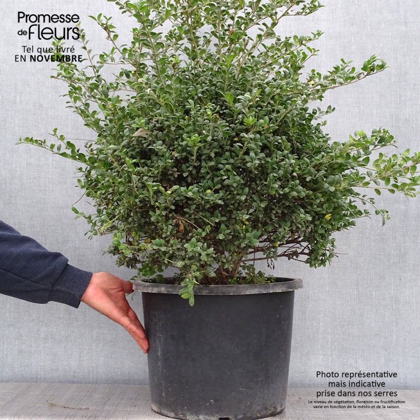 Spécimen de Ilex crenata Convexa taillé en boule - Topiaire de Houx crénelé Pot de 7,5L/10L, Boule, Boule 30/35 Diamètre tel que livré en automne