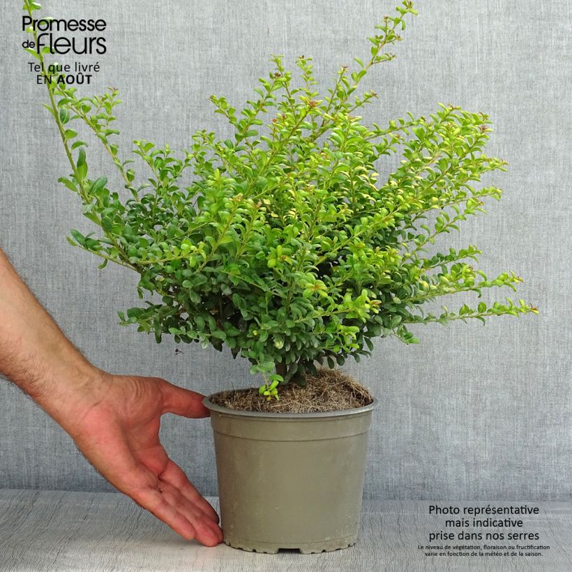 Spécimen de Houx crénelé - Ilex crenata Convexed Gold Pot de 12 cm / 13 cm tel que livré en été