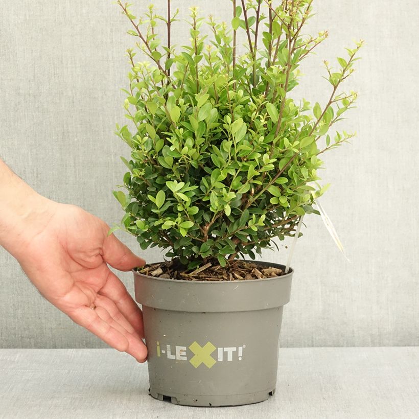 Spécimen de Houx crénelé - Ilex crenata Dark Green  Pot de 2L/3L, Boule, Boule 15/20 cm diamètre tel que livré au printemps