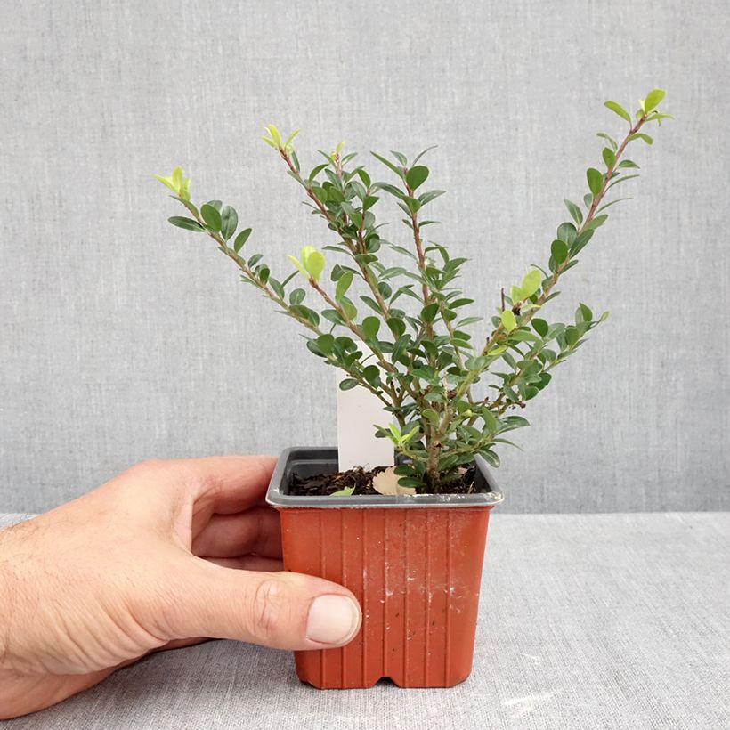 Spécimen de Houx crénelé - Ilex crenata Glory Gem Godet de 8/9 cm tel que livré en automne
