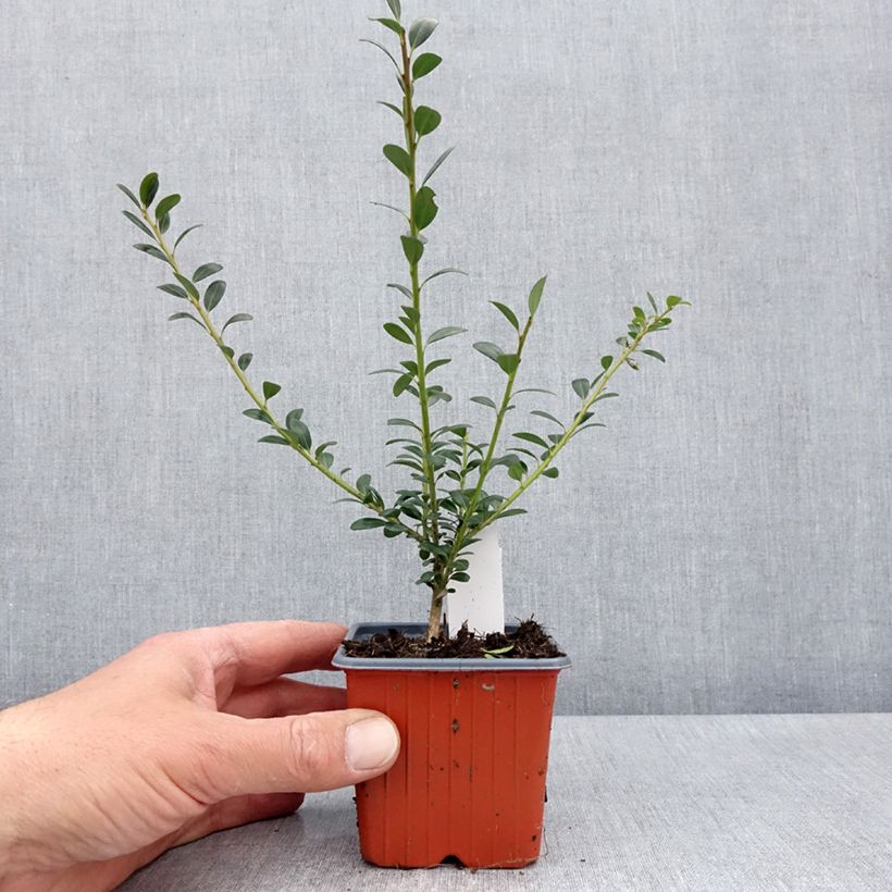 Example of Houx crénelé - Ilex crenata Glory Gem Godet de 8/9 cm as you get in printemps
