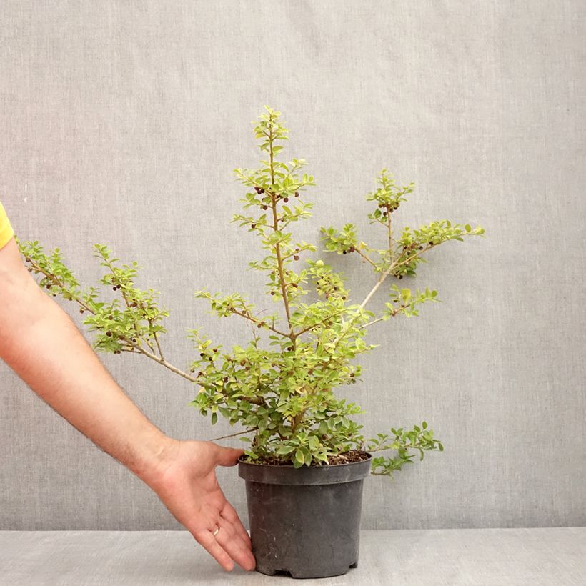 Spécimen de Houx crénelé - Ilex crenata Green Lustre Pot de 2L/3L tel que livré en été
