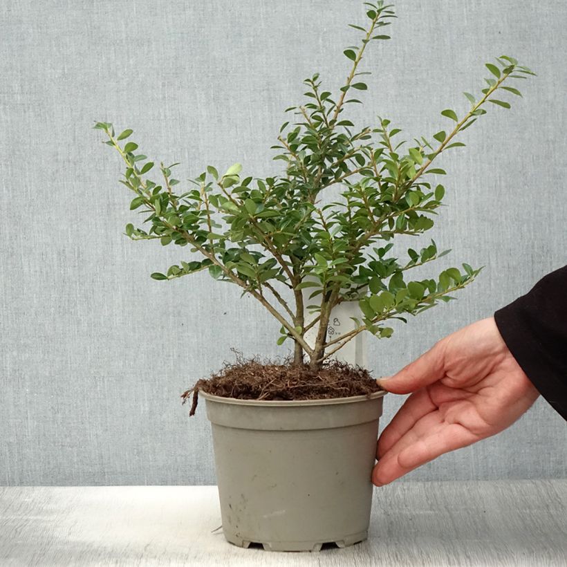 Example of Houx crénelé - Ilex crenata Green Lustre Pot de 2L/3L as you get in printemps