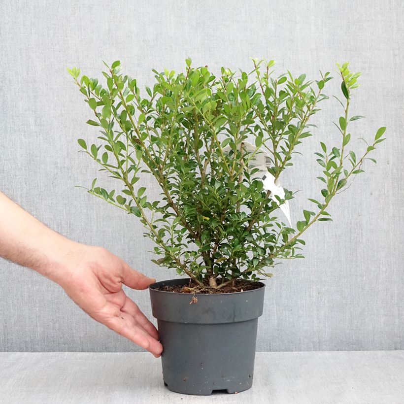 Spécimen de Houx crénelé - Ilex crenata Luxus Hedge Pot de 2L/3L tel que livré en automne