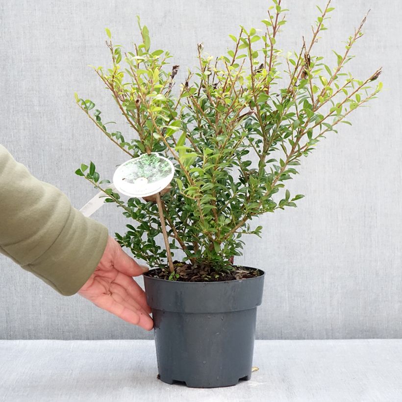 Example of Houx crénelé - Ilex crenata Luxus Hedge Pot de 2L/3L as you get in hiver
