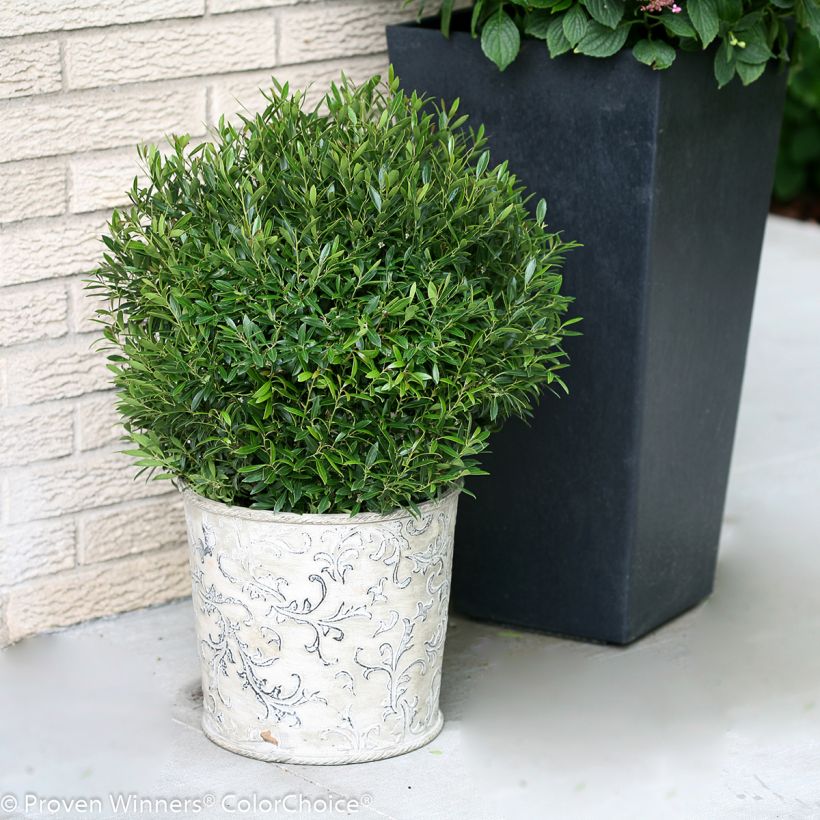 Ilex glabra Gem Box - Houx glabre (Plant habit)