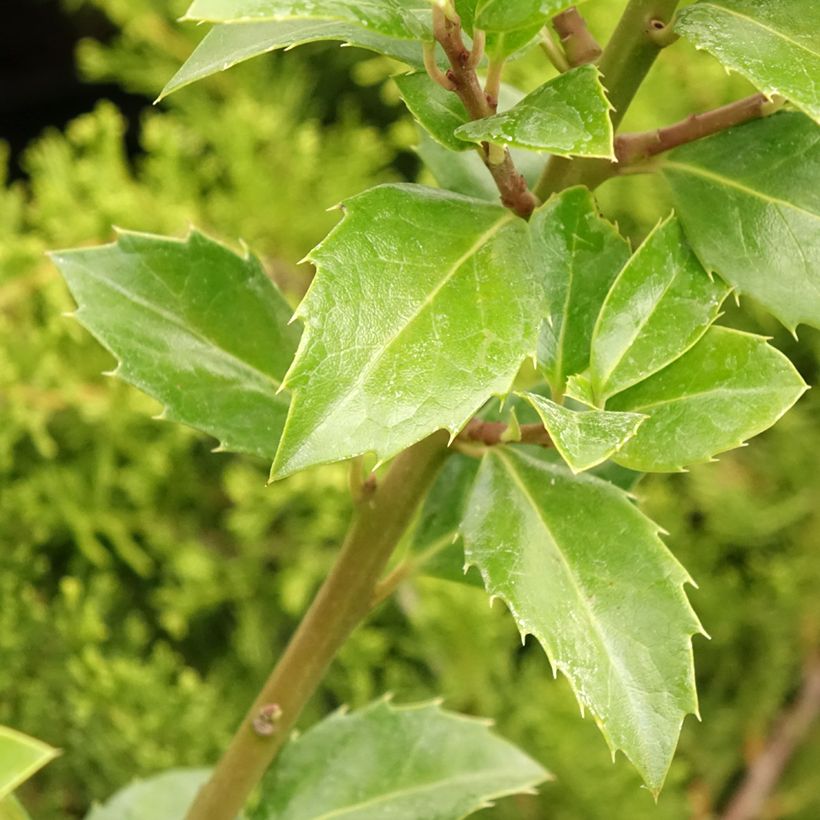 Houx - Ilex meserveae Heckenfee (Foliage)