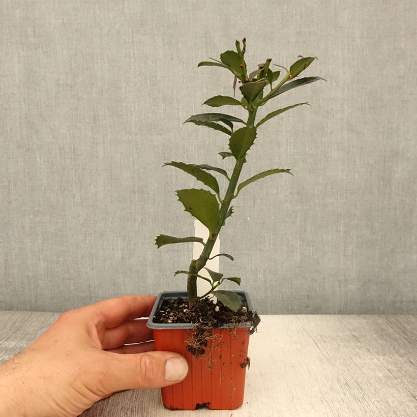 Example of Houx - Ilex x meserveae Heckenpracht Godet de 8/9 cm as you get in printemps