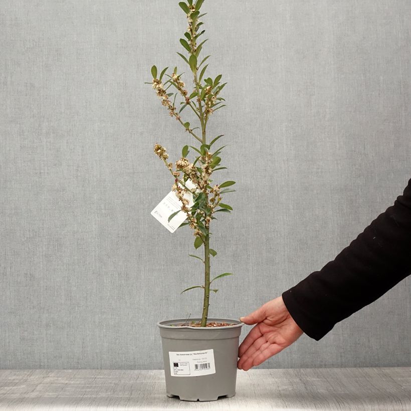 Example of Houx - Ilex x meserveae Heckenpracht Pot de 2L/3L as you get in printemps