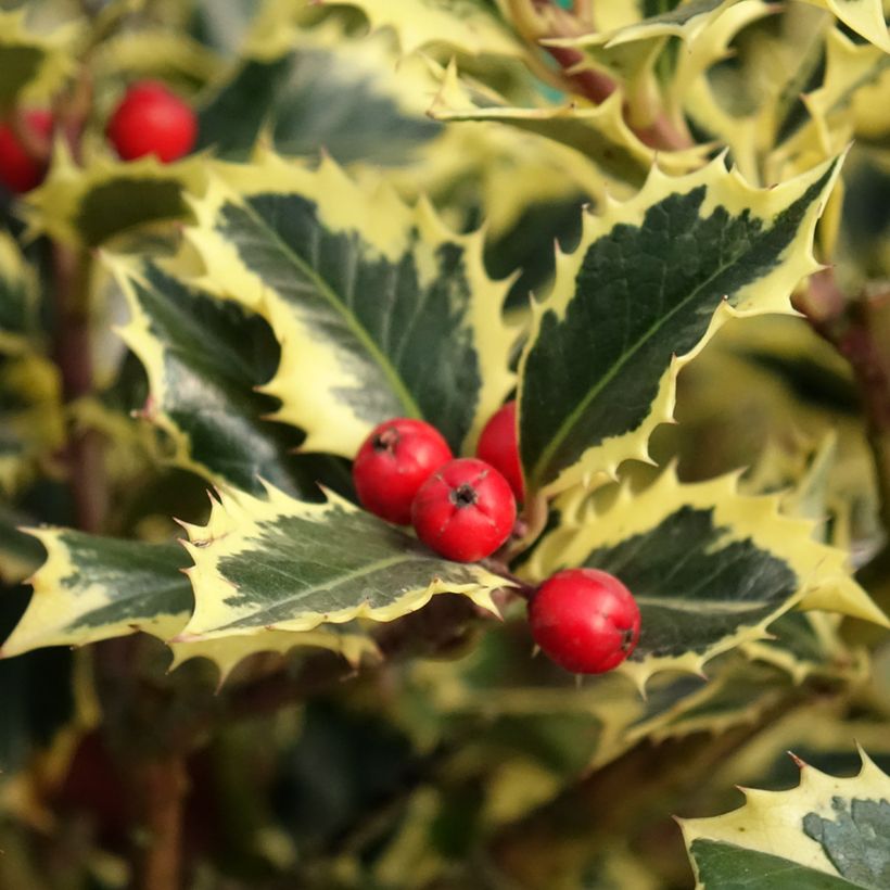 Houx panaché - Ilex aquifolium Argenteomarginata (Harvest)