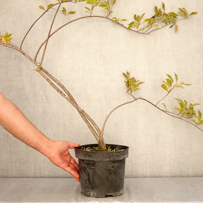 Spécimen de Houx verticillé femelle Oosterwijk - Ilex verticillata Pot de 4L/5L tel que livré en été