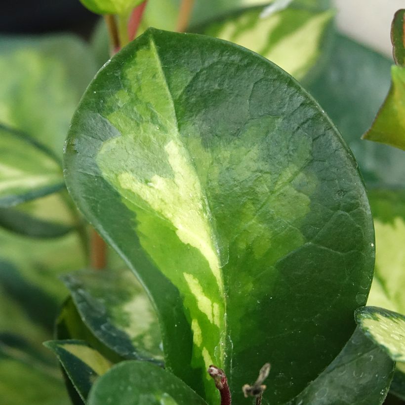 Hoya australis Tricolor - Fleur de porcelaine (Feuillage)