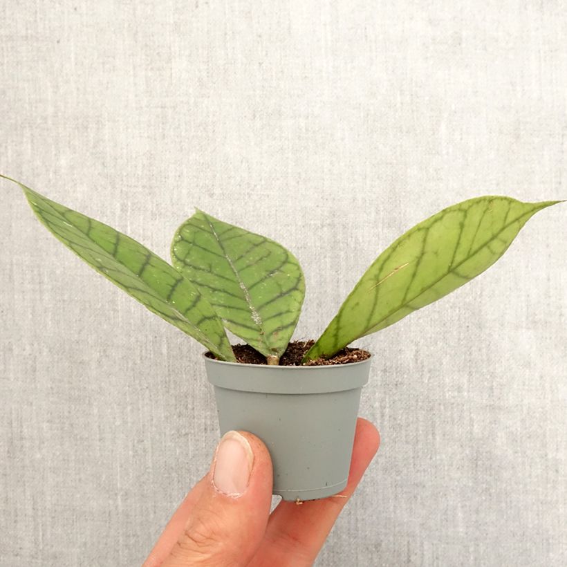 Spécimen de Hoya callistophylla - Fleur de porcelaine Mini-plante tel que livré au printemps