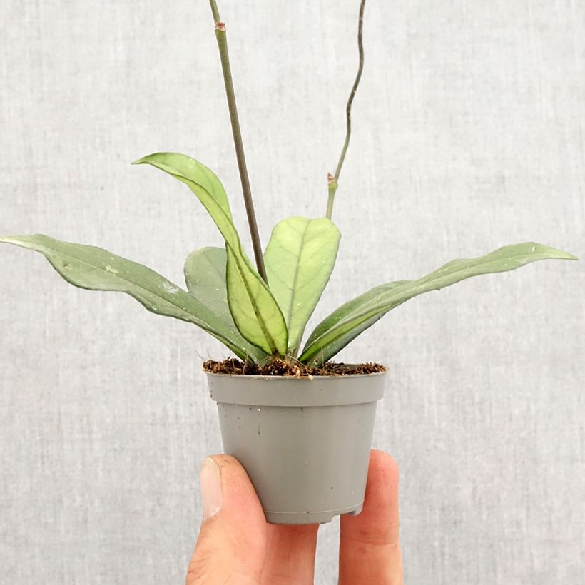 Example of Hoya crassipetiolata - Fleur de porcelaine Mini-plante as you get in printemps