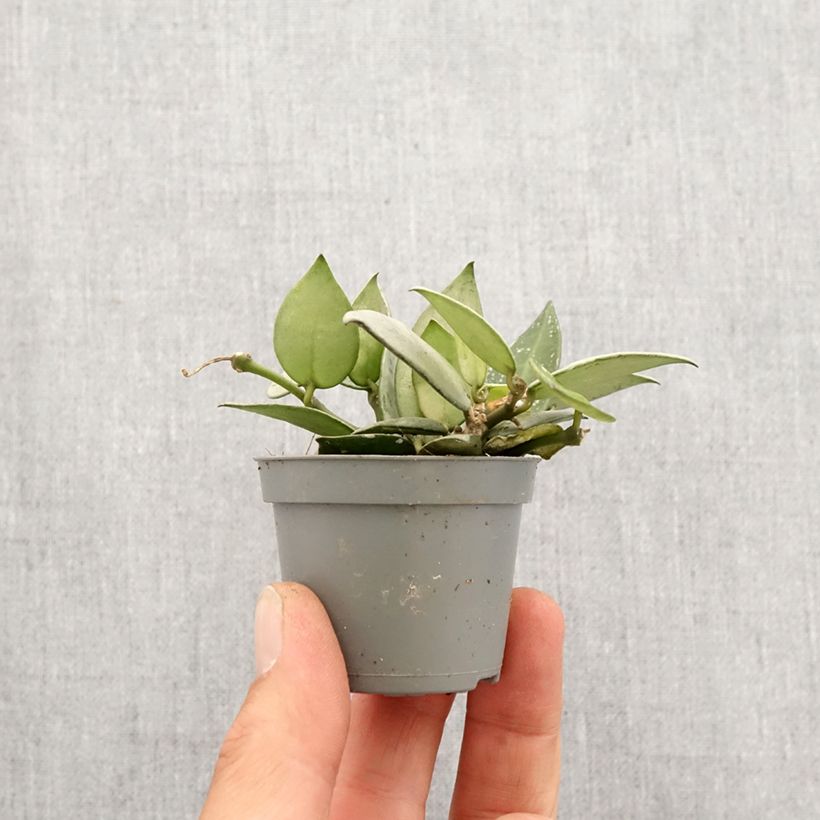 Example of Hoya Eskimo - Fleur de porcelaine Mini-plante as you get in printemps