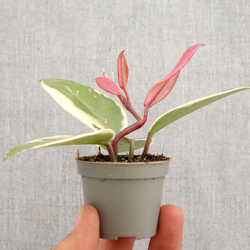 Example of Hoya Flamingo Dream - Fleur de porcelaine Mini-plante as you get in printemps