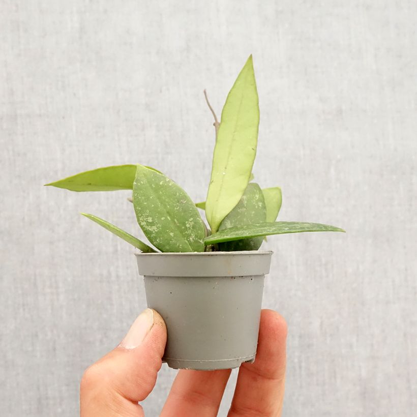 Spécimen de Hoya gracilis - Fleur de porcelaine Mini-plante tel que livré au printemps