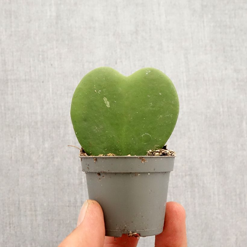 Spécimen de Hoya kerrii - Plante-coeur Mini-plante tel que livré au printemps