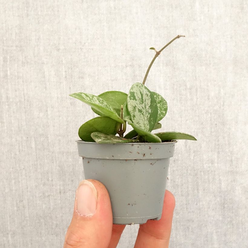 Example of Hoya Mathilde Splash - Fleur de porcelaine Mini-plante as you get in printemps