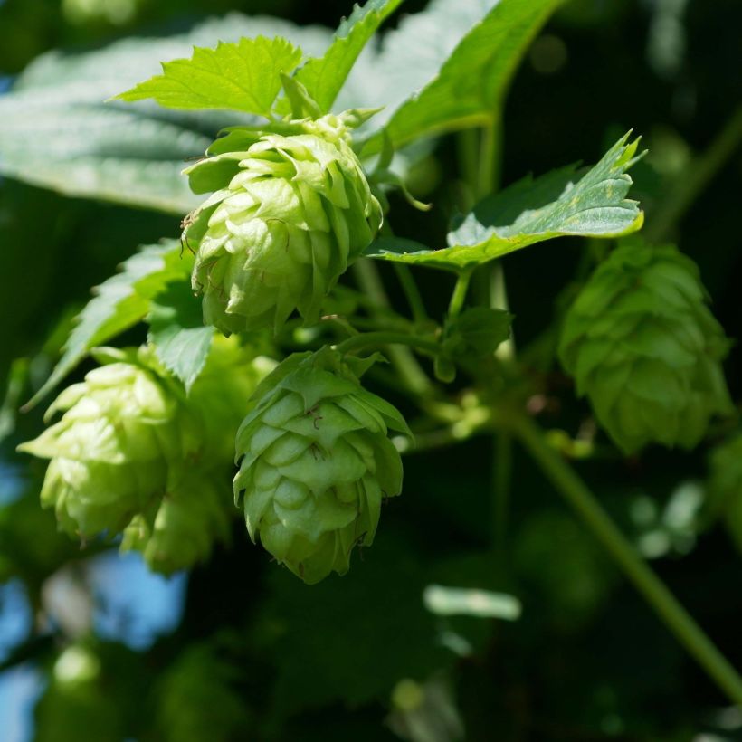 Houblon vert - Humulus lupulus Magnum (Flowering)