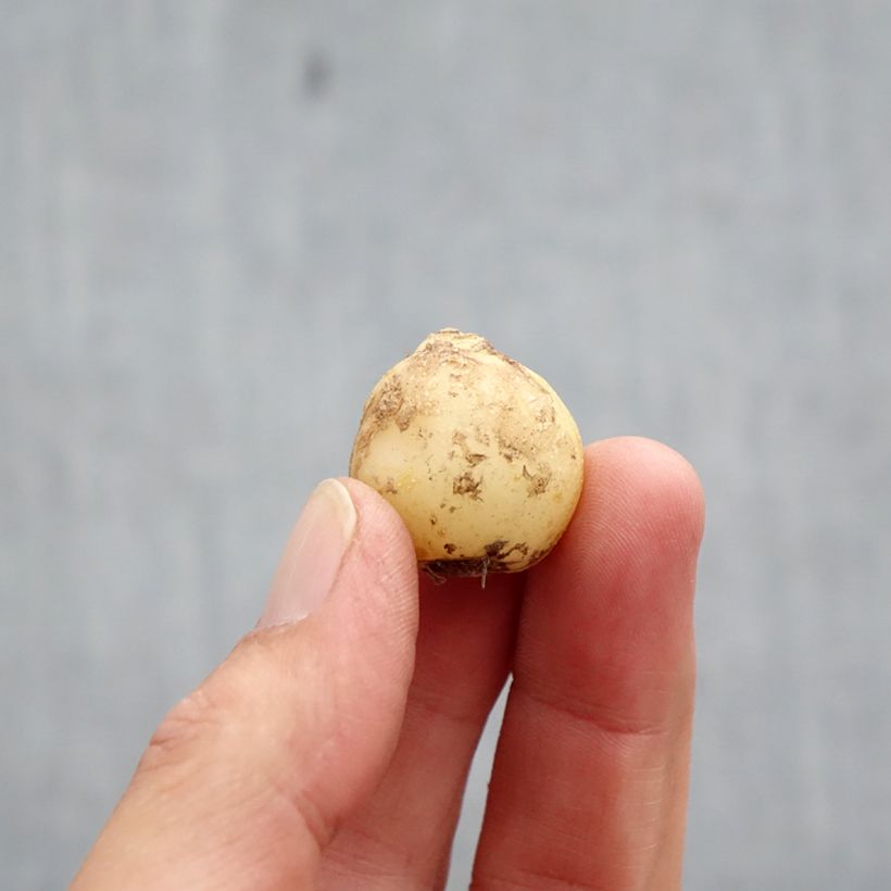 Spécimen de Hyacinthoides non scripta Alba - Scille nutans Blanche Bulbe calibre 7+ tel que livré en automne