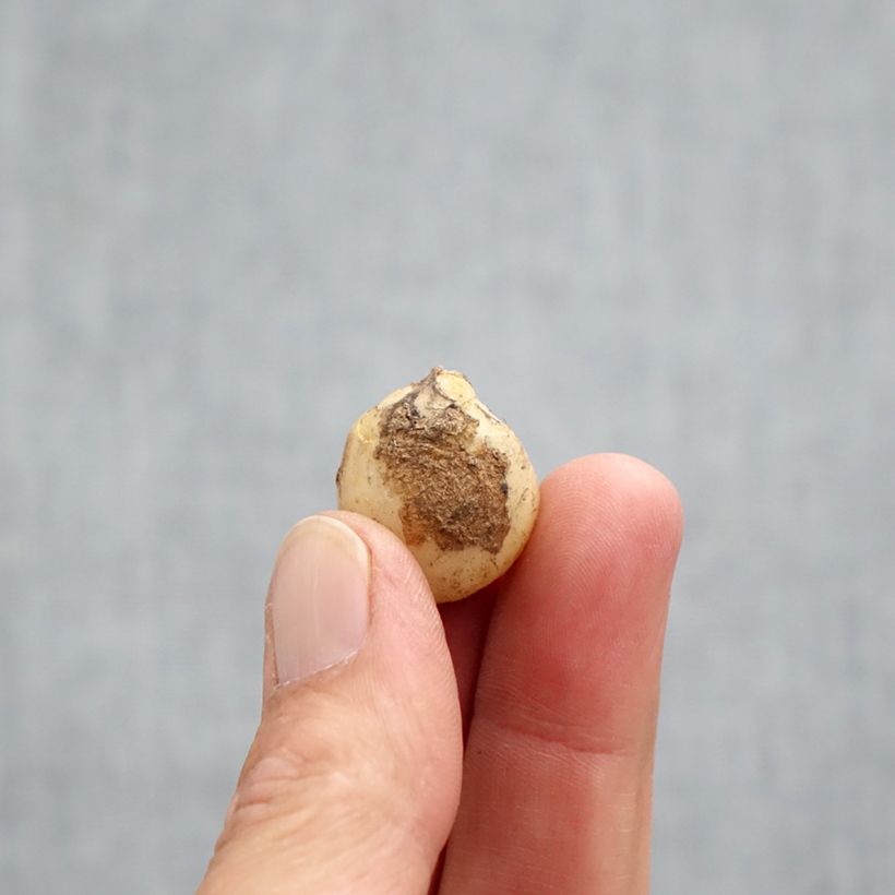 Example of Hyacinthoides non-scripta Rosea - Jacinthe des bois rose Bulbe calibre 7+ as you get in automne