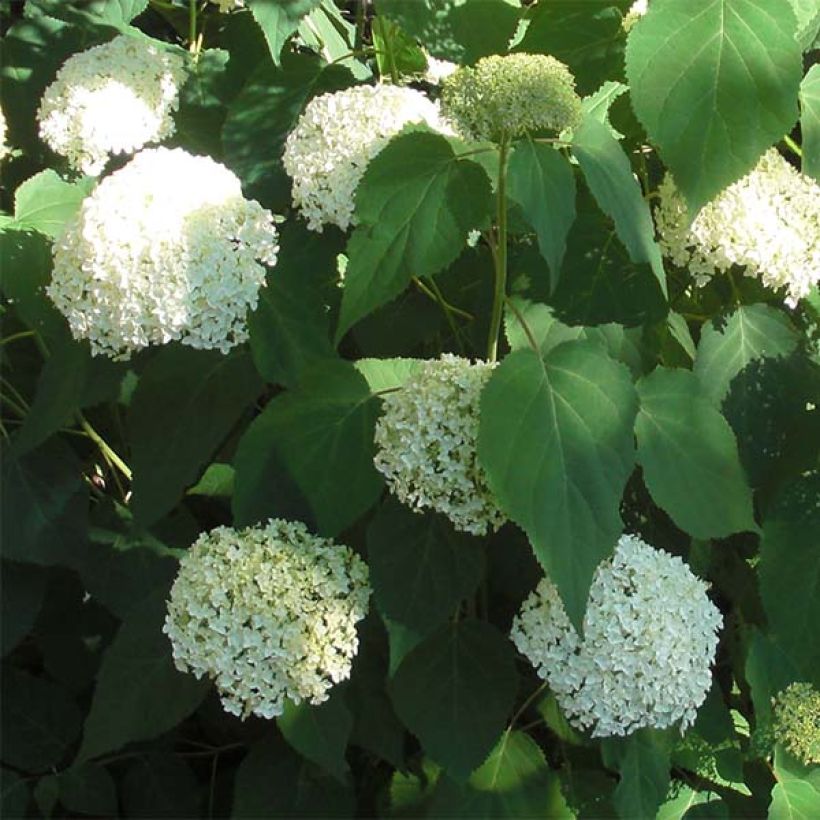 Hortensia arborescens Annabelle (Flowering)
