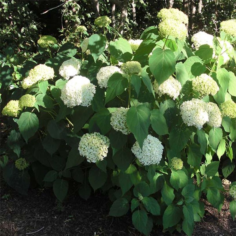 Hortensia arborescens Annabelle (Plant habit)