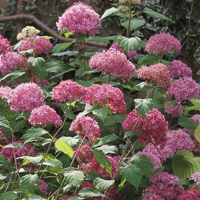 Hortensia arborescens Bella Anna (Flowering)
