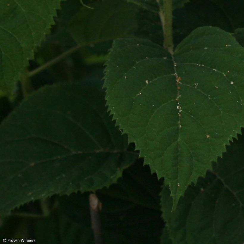 Hortensia arborescens BellaRagazza Blanchetta (Foliage)