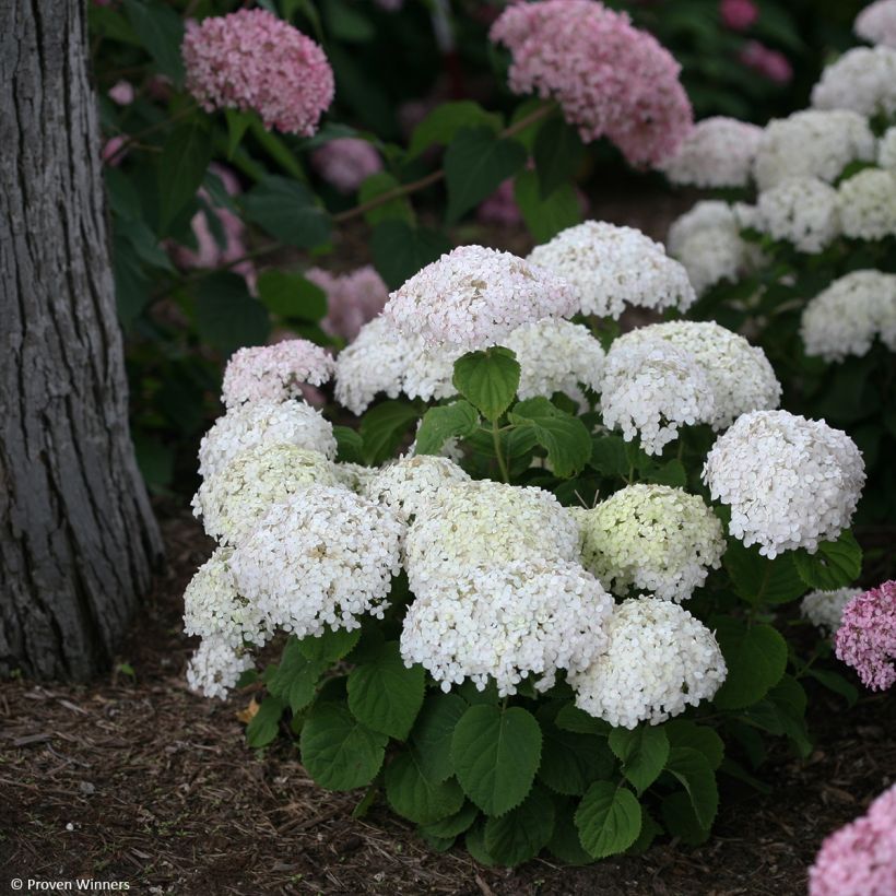 Hortensia arborescens BellaRagazza Blanchetta (Plant habit)