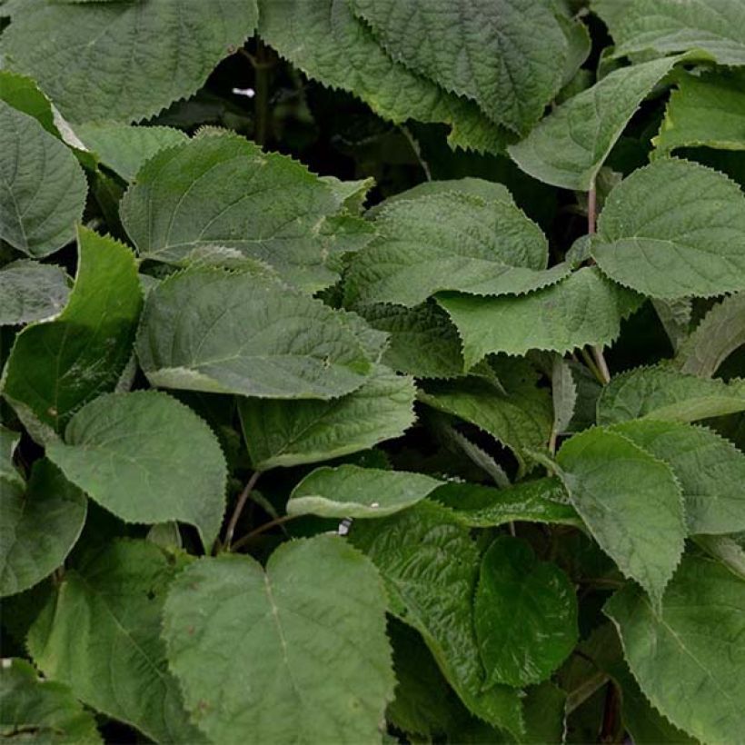Hortensia arborescens Strong Annabelle ( Incrediball ) (Foliage)