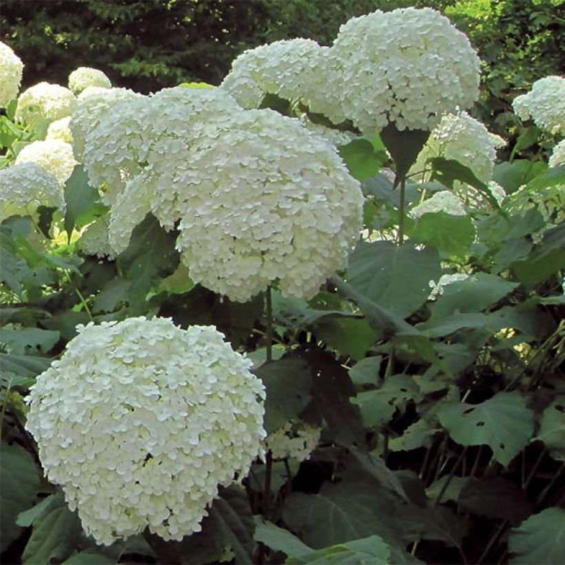 Hortensia arborescens Strong Annabelle ( Incrediball ) (Flowering)