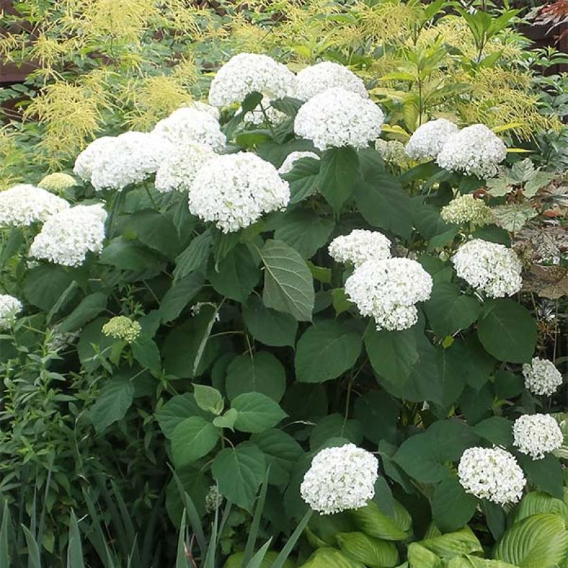 Hortensia arborescens Strong Annabelle ( Incrediball ) (Plant habit)