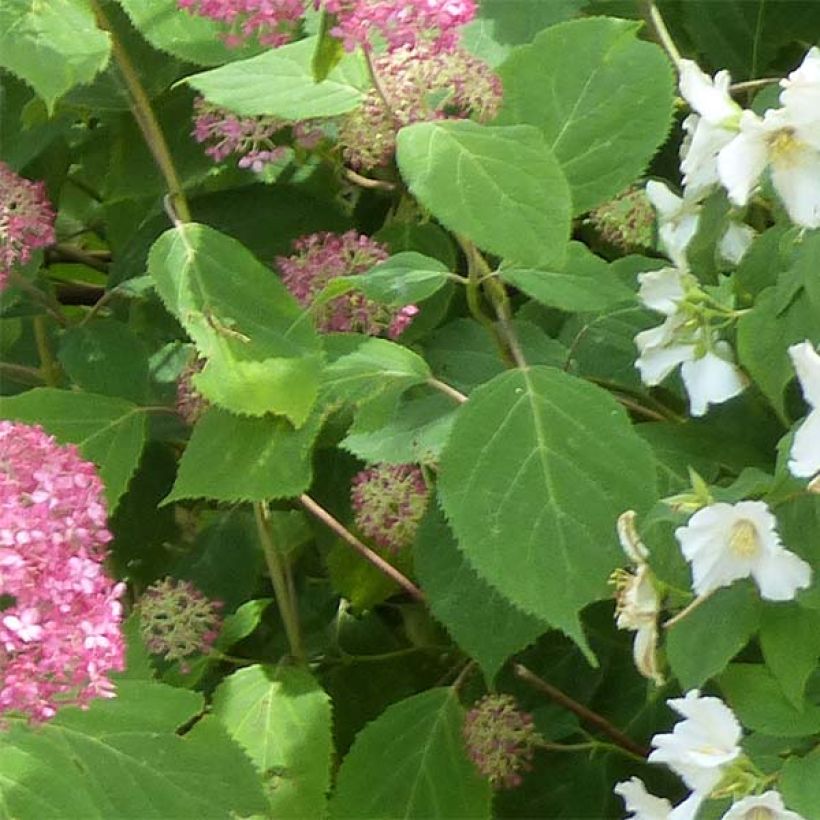 Hortensia arborescens Pink Annabelle ou Invincibelle (Foliage)