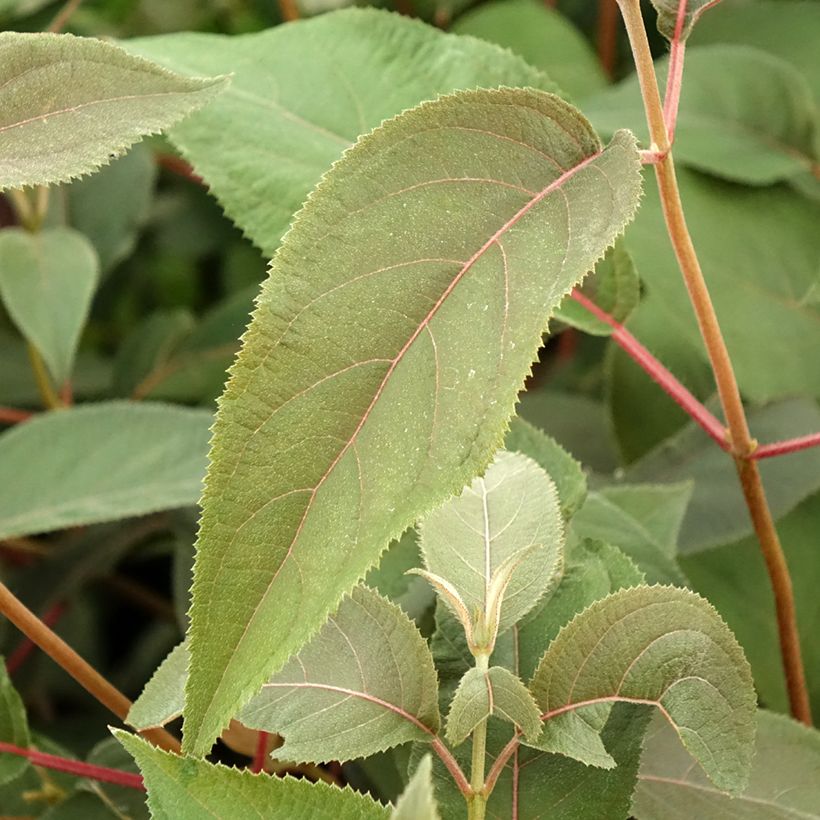 Hydrangea aspera Hot Chocolate - Hortensia brun  (Foliage)