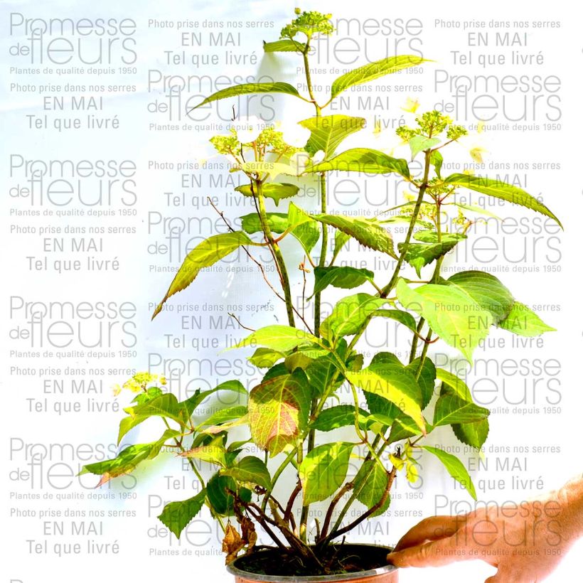 Example of Hortensia - Hydrangea macrophylla Dolce Kiss Pot de 2L/3L, Buisson, 5/6 branches as you get