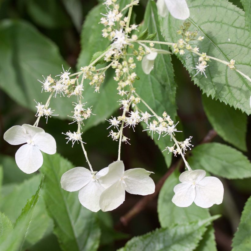 Hortensia - Hydrangea heteromalla (Flowering)
