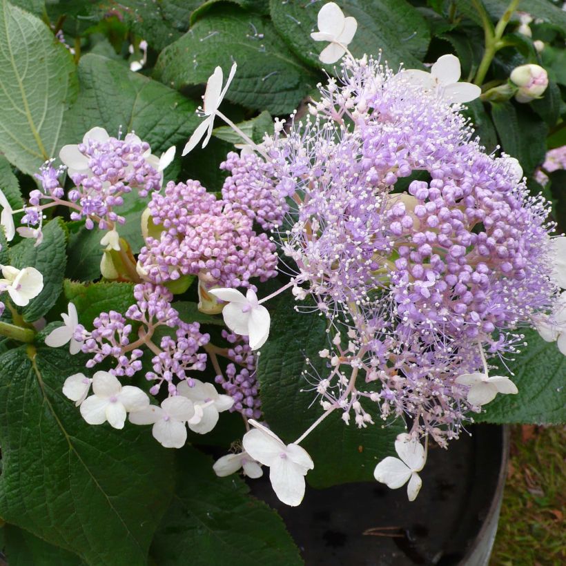 Hortensia - Hydrangea involucrata Late Love (Flowering)