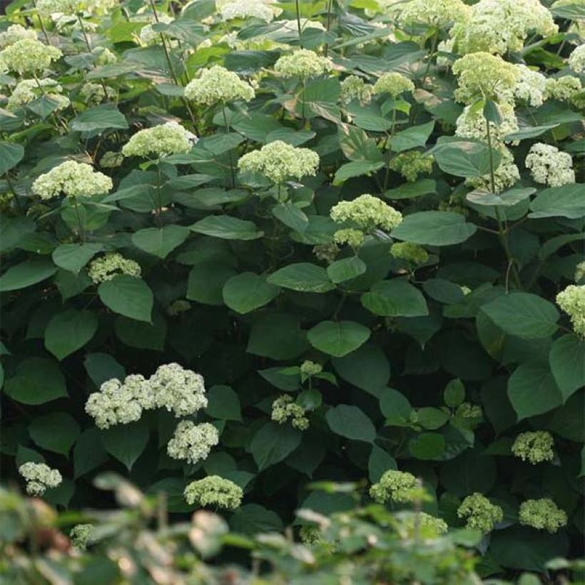 Hortensia arborescens Lime Rickey (Foliage)