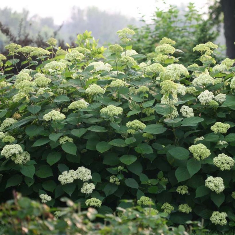 Hortensia arborescens Lime Rickey (Plant habit)