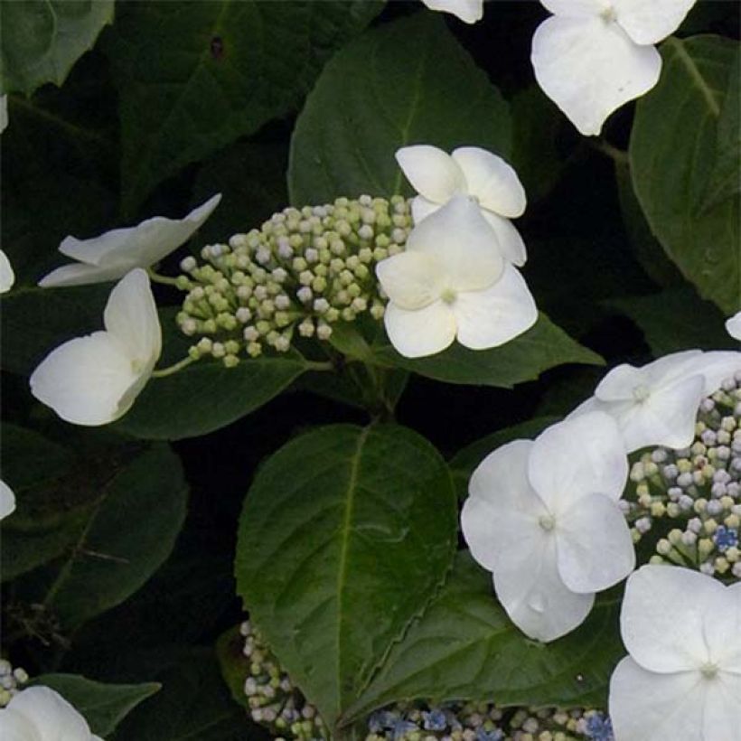 Hortensia - Hydrangea macrophylla Great Star Blanc Bleu (Foliage)