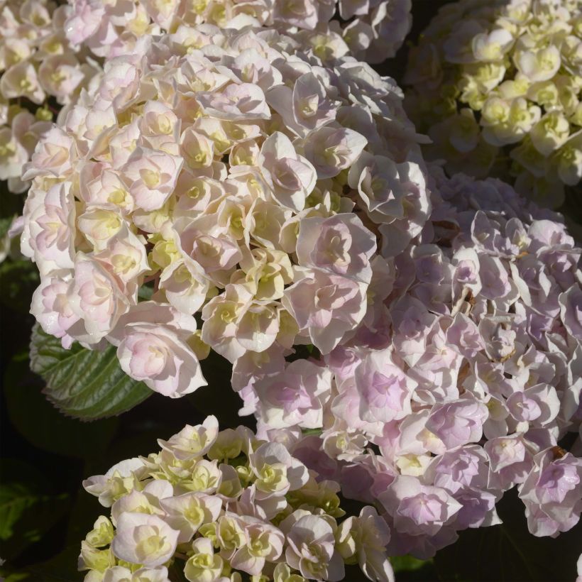Hortensia - Hydrangea macrophylla Kazan (Flowering)