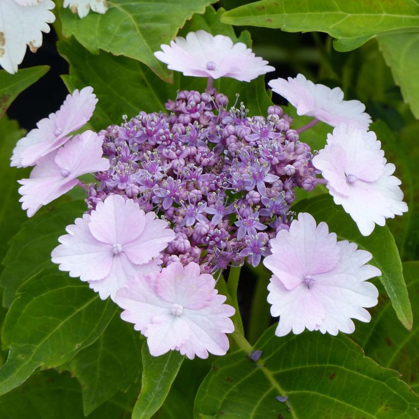 Hortensia - Hydrangea macrophylla Koria (Flowering)