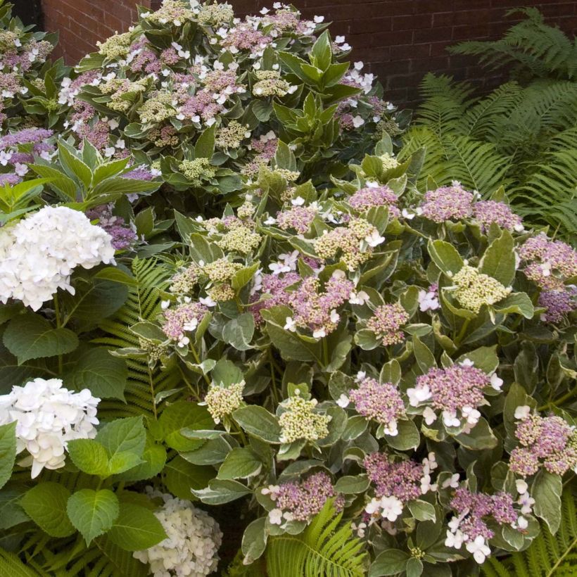 Hortensia - Hydrangea macrophylla Light'o'Day (Plant habit)