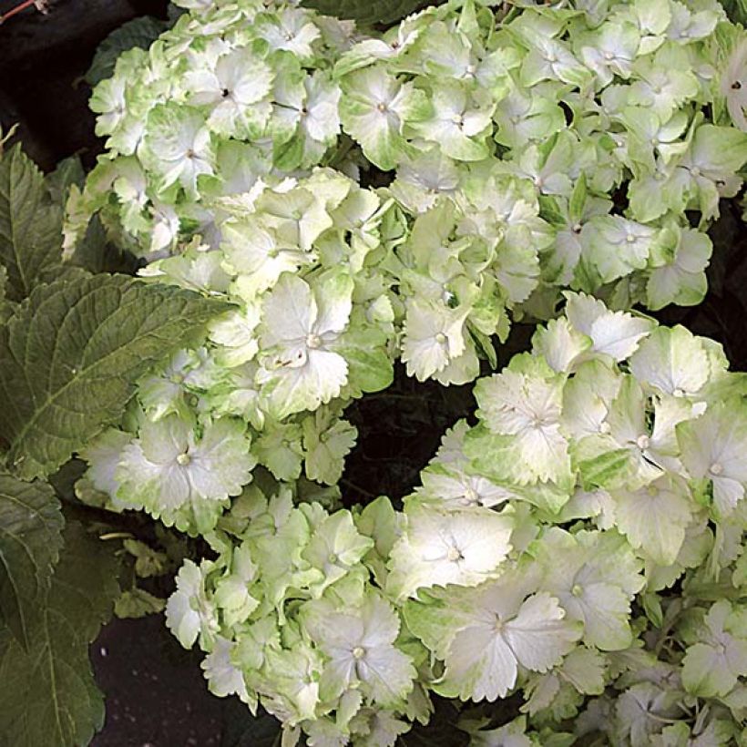 Hortensia - Hydrangea macrophylla Magical Jade (Flowering)
