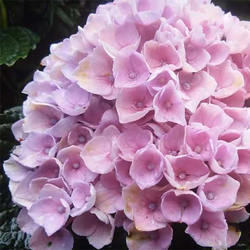 Hortensia - Hydrangea macrophylla Magical Revolution Rose (Flowering)